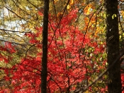 scenery0033