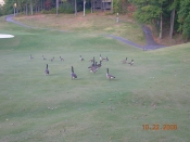 wildlife2490