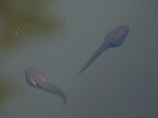 wildlife3143